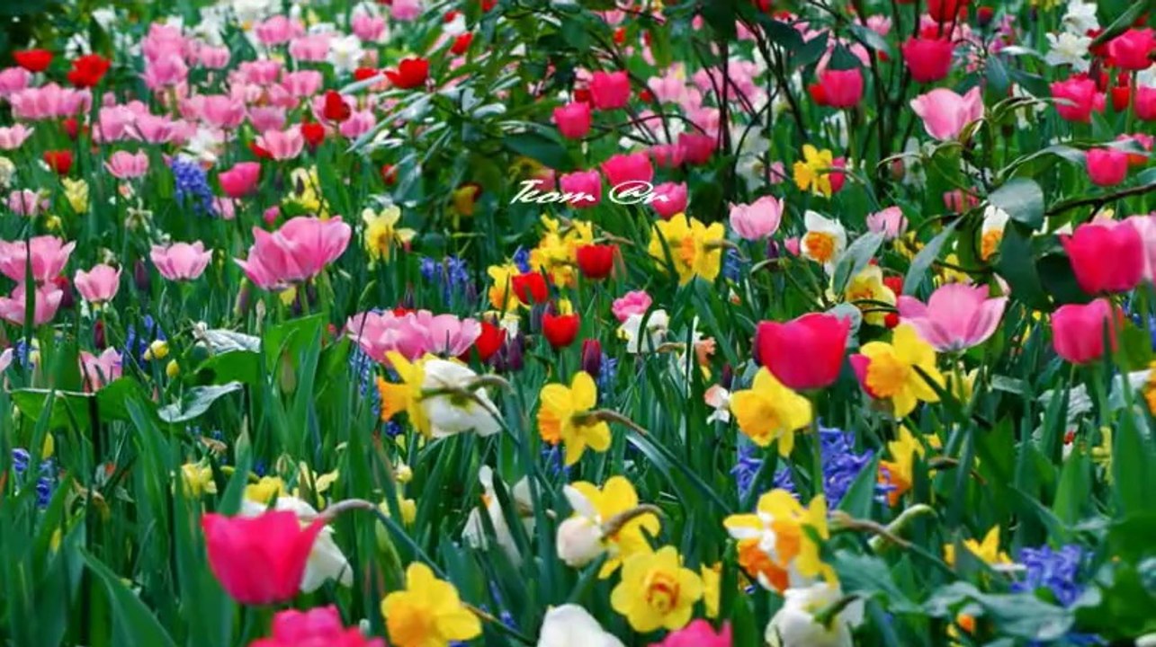 Green Fields- Brothers Four