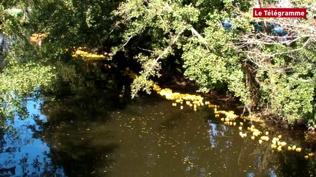 Quimper. Des milliers de canards... et des milliers de personnes !