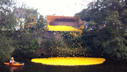 11 000 canards lâchés dans le Steïr à Quimper