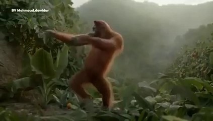 funny dance by monkey must watch