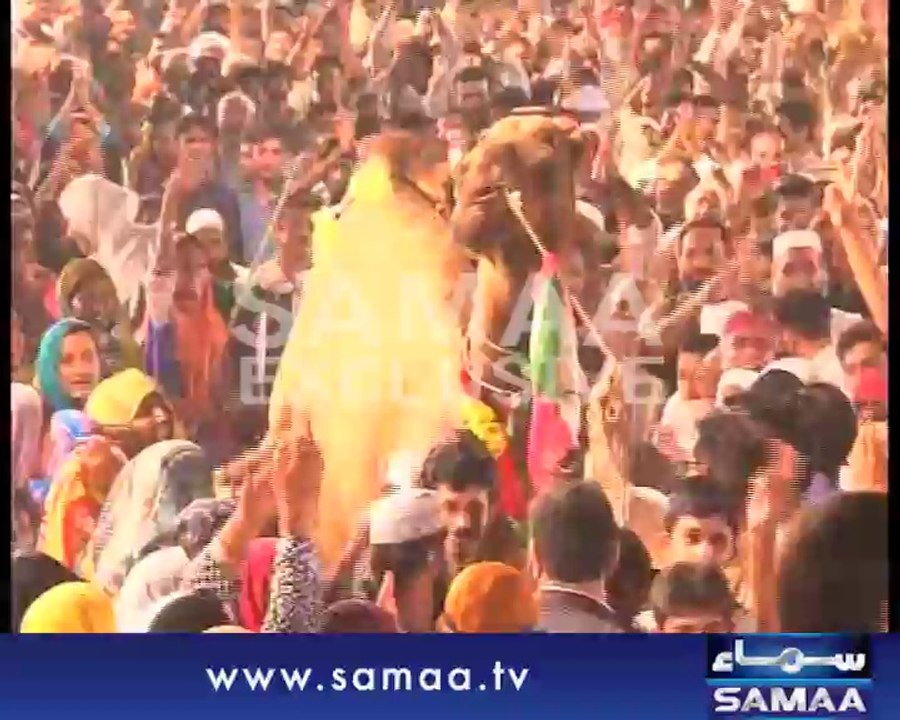 Senator Babar Awan Has Sent Sacrificial Camel To PAT Chairman Dr Tahirul Qadri