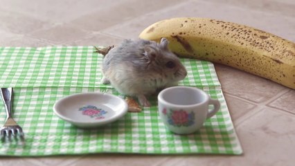 Tiny hamster eating a tiny pizza