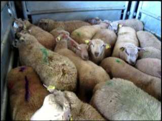 VIDEO. Aïd à Bourgueil : 205 moutons sacrifiés