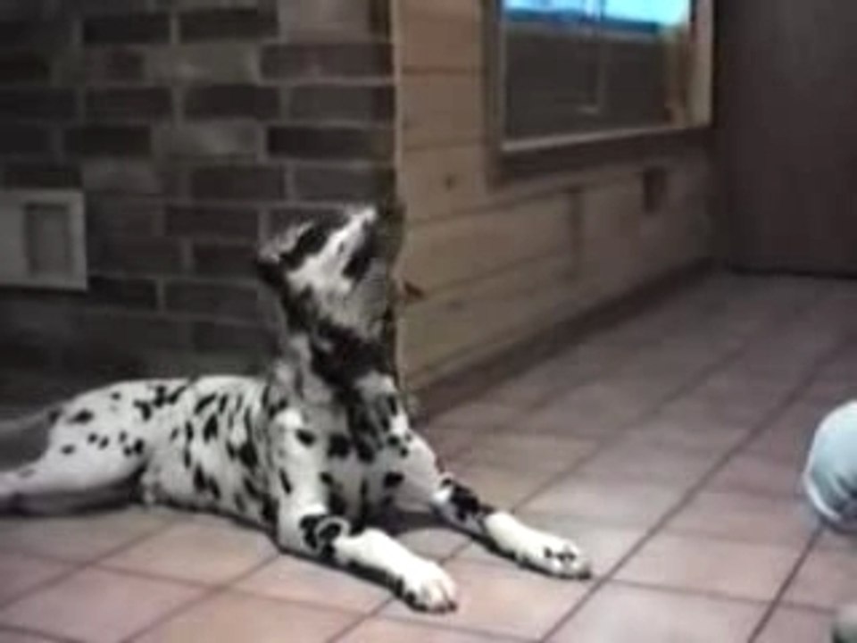 Le Chiens Qui Parle