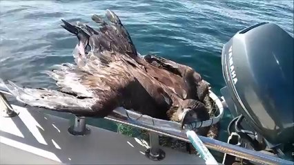 Il aura fallu un grand coeur et pas mal de patience pour ce pêcheur qui sauve un magnifique aigle