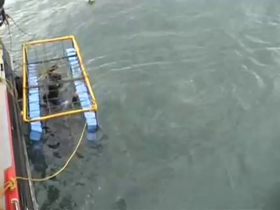 Requins apparaît de nulle part !