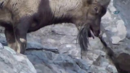 Naklen Avcı Anlatımıyla Erzurum'da Keçi Kavgası