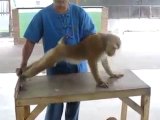 Monkey doing pushups