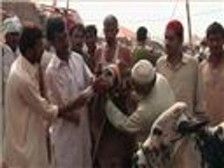 إقبال على أسواق المواشي لشراء الأضاحي