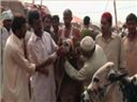 إقبال على أسواق المواشي لشراء الأضاحي