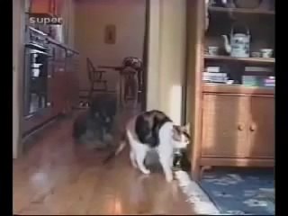 Very Funny Clip. Must Watch.mp4 elephat playing