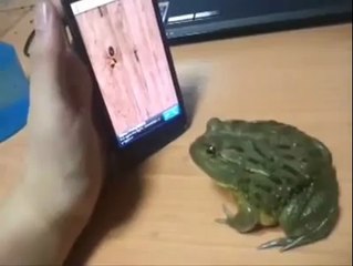 Very Funny Must See Frog killing insects on mobile