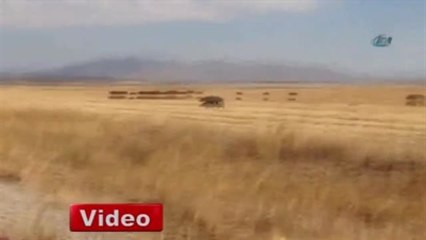 Sürü Halinde Domuzlar Şaşırttı