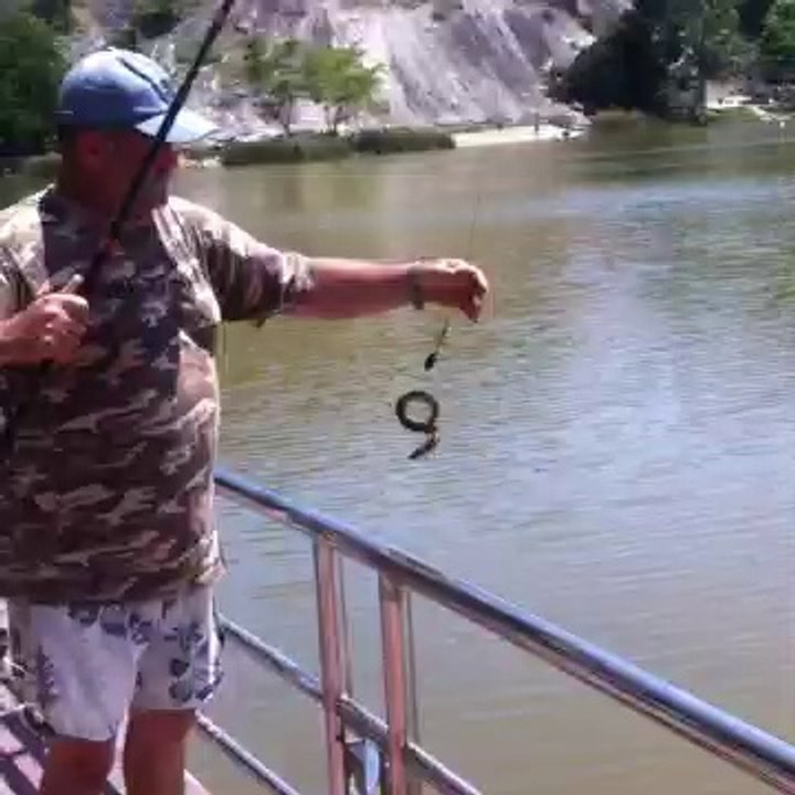 Live snake - hmmm