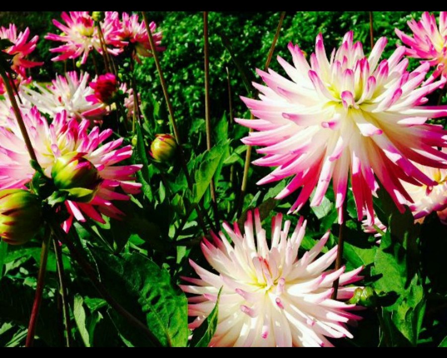 2014 (août) Parc floral de Paris (Vincennes)