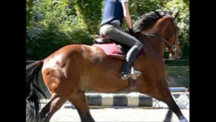 Déspérado KWPN & Pach'