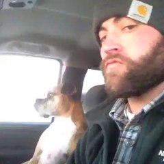 Le regard du chien aprés une petite tape de son maitre