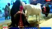 Altaf Hussain's sacrificial animals at Ninezero for Eid-ul-Azha 2014