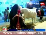 Altaf Hussain's sacrificial animals at Ninezero for Eid-ul-Azha 2014