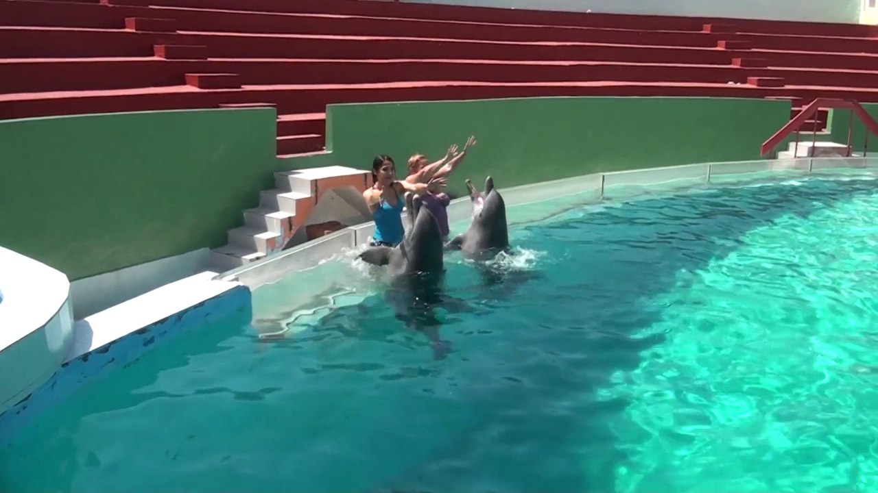 Stage de Salsa à Cuba  Juillet 2014 .Salsa ,baignade avec les dauphins et fetes .WWW.DANSACUBA.COM