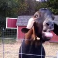 Une chèvre fait des bruits vraiment étranges