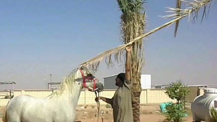 Riding Horses(Arabian Riding)Photos