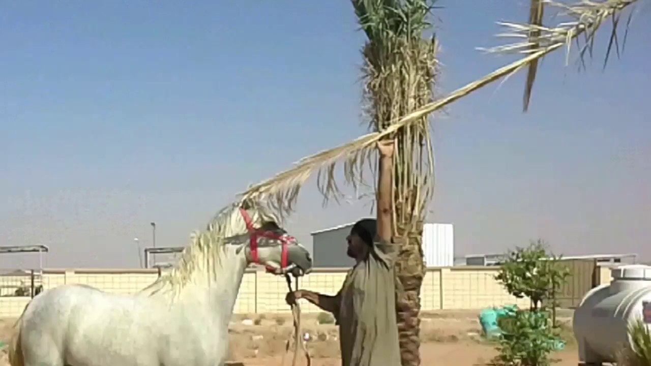 Riding Horses(Arabian Riding)Photos