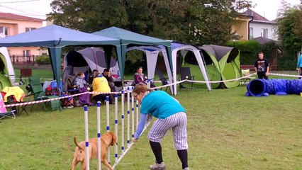 Kiara Agility Nova Dedinka oct 2014 11