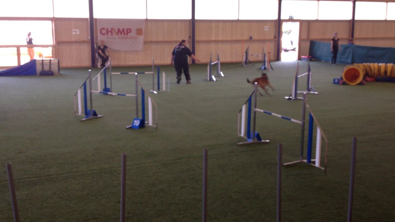 Jumping Budgi Fraschels 04.10.14