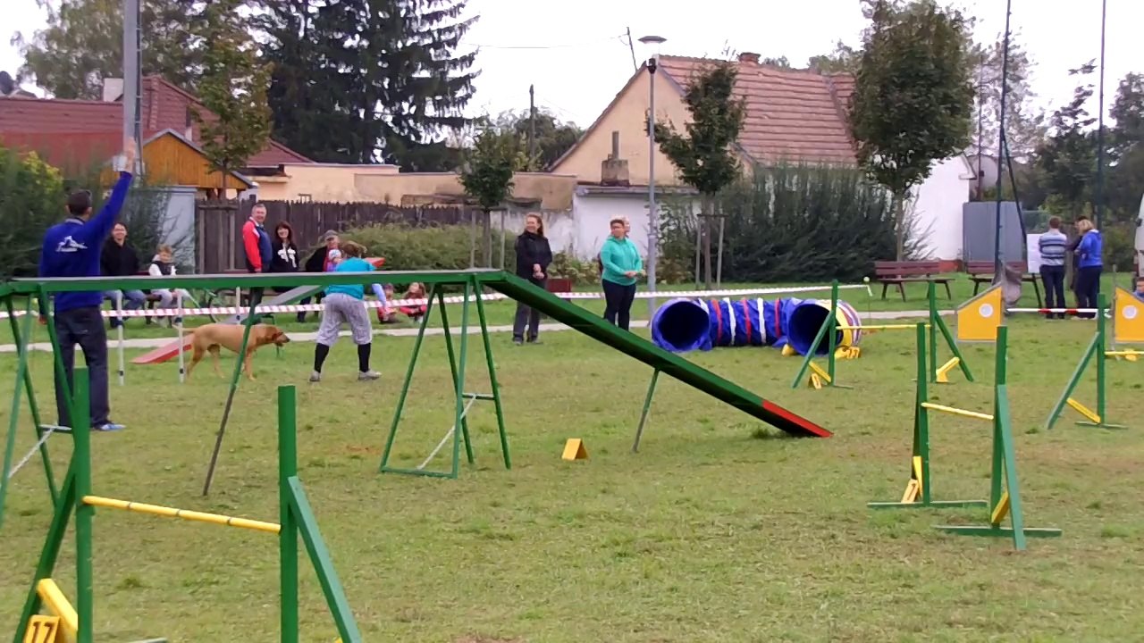 Kiara Agility Nova Dedinka oct 2014 12