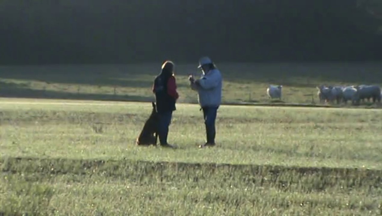 Piste en libre d'Hellboy concours niveau 1 du 05.10.2014 pistage Français