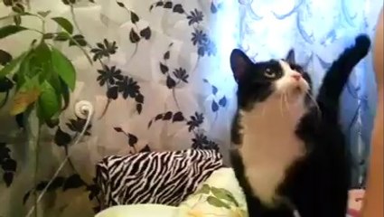 Un chat supplie son maître de lui faire un bisoux
