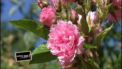 Pépinières Paul Croix : Jacques Ranchon sur FR3 Goûtez voir par Odile Mattéi