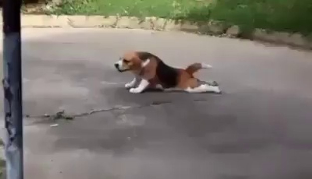 หมา น่ารัก