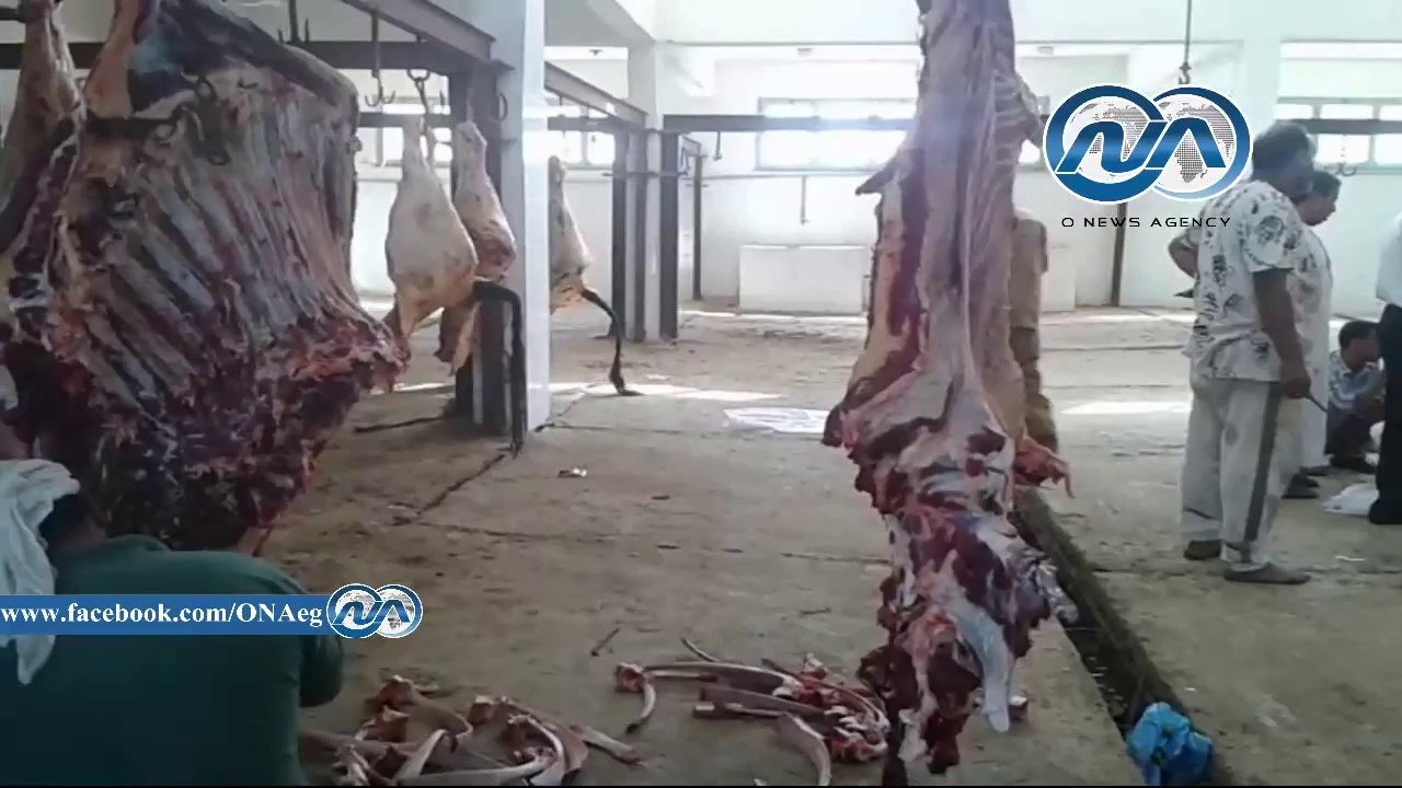 50 عجل هدية رئيس الجمهورية لغير القادرين وتجهيز ساحات صلاة العيد