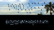 Birds on The Wires