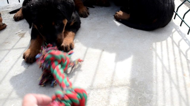 Chiots Beauceron de Eurêka Leen x Daktari Lee de la Plaine d'Astrée à 6 semaines.