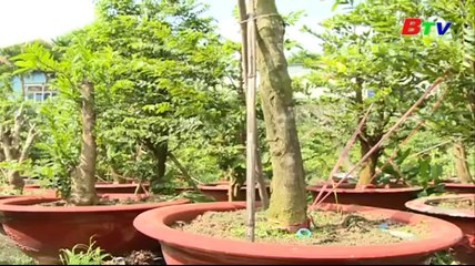 Chăm sóc hoa kiểng đón tết