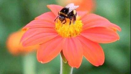 David Warmerdam How Sweet It Is (To Be Loved By You)