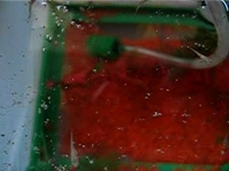 Bébés guppies a 14 jours