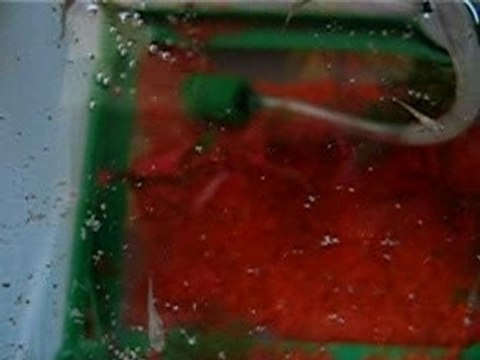 Bébés guppies a 14 jours