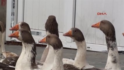 Ardahan Kazda Sıkı Pazarlık