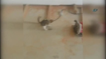 Kedinin Fareyle Oyunu