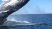 Close Encounter With Humpbacked Whale