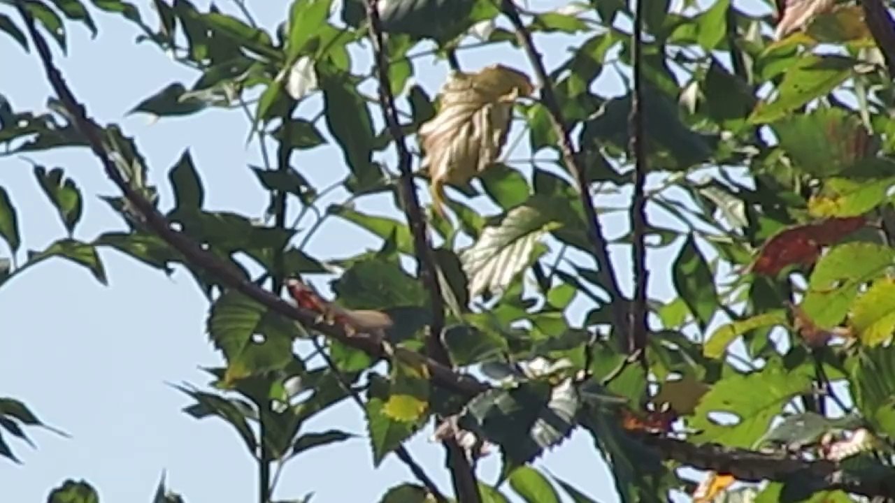 chant d'oiseau inconnu