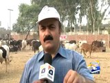 Report on PAT Sacrificial Animals in Islamabad, Sacrificial Meat Will Also Be Sent to IDPs