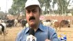 Report on PAT Sacrificial Animals in Islamabad, Sacrificial Meat Will Also Be Sent to IDPs