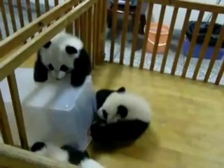 Bébé panda évasion