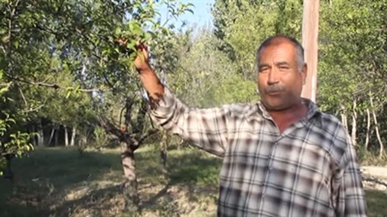 Erik Ağaçları Meyve Verdi