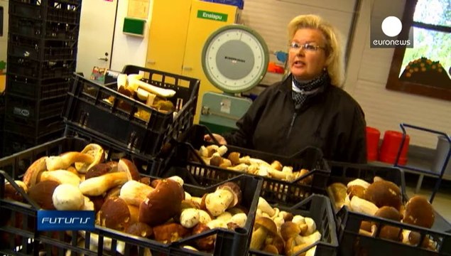 По грибы, по ягоды: как заработать на лесном промысле?